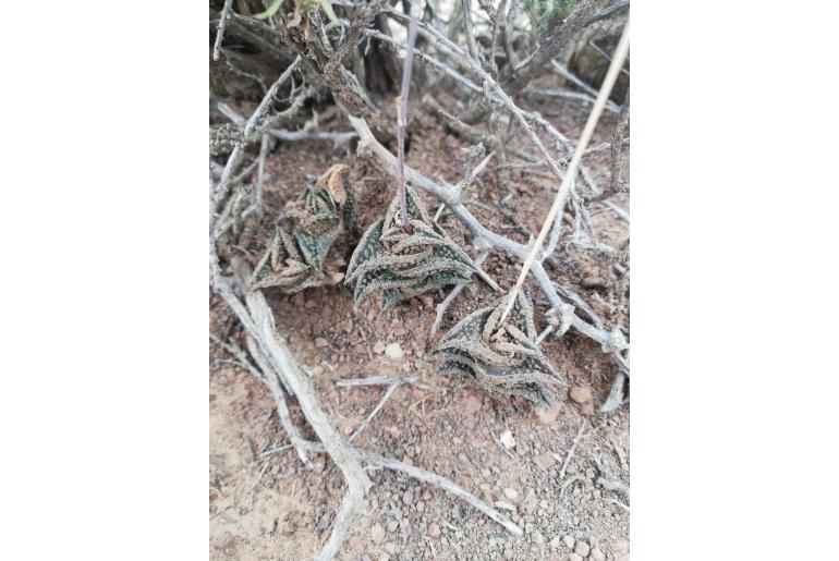 Haworthiopsis nigra 13855
