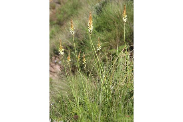 Bevallige fakkellelie