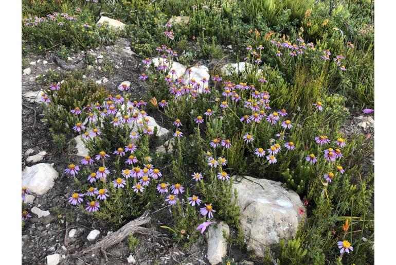 Felicia canaliculata&nbsp;13859