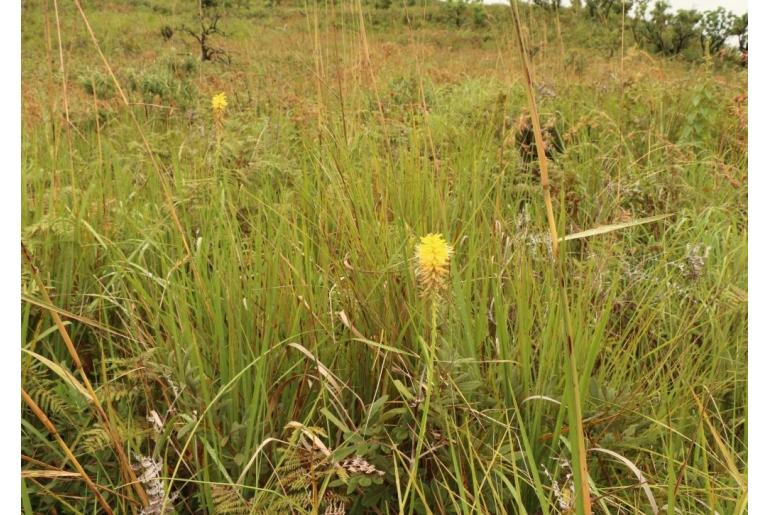 Kniphofia breviflora -13870