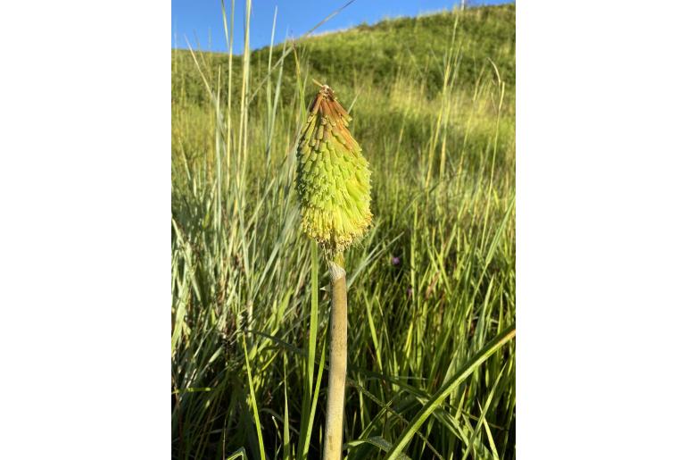 Kniphofia albomontana -13873