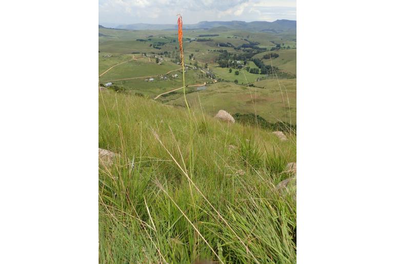 Kniphofia angustifolia -13874