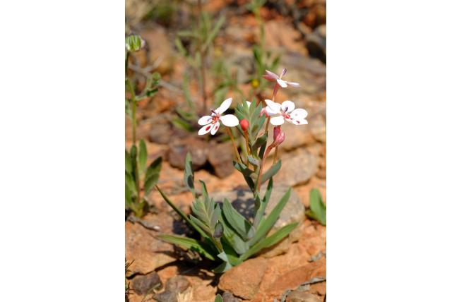 Bescheiden lapeirousia