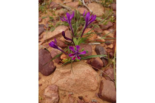 Violette lapeirousia