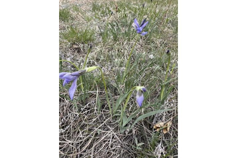 Iris missouriensis -13881