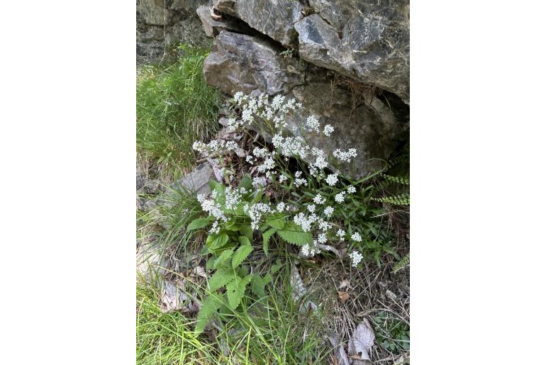 Kernera saxatilis 13885