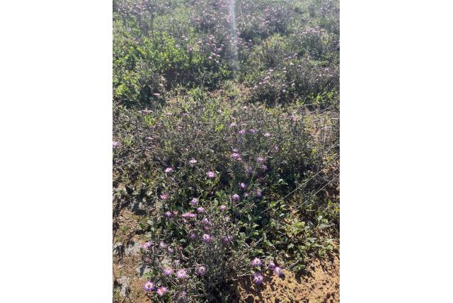 Stekelvormige lampranthus Stekelvormige lampranthus