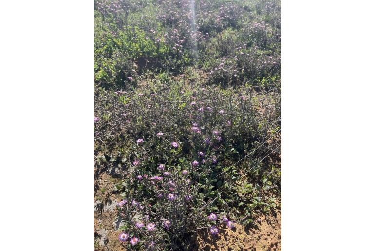 Lampranthus spiniformis 13888