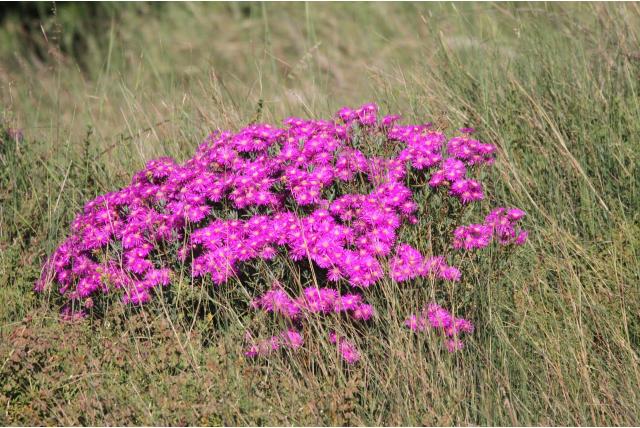 Steunblad lampranthus