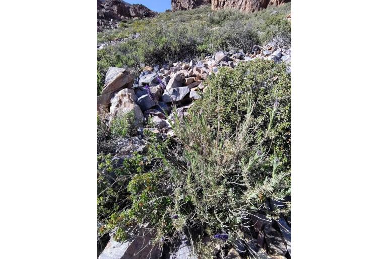 Lavandula pedunculata ssp atlantica -13890