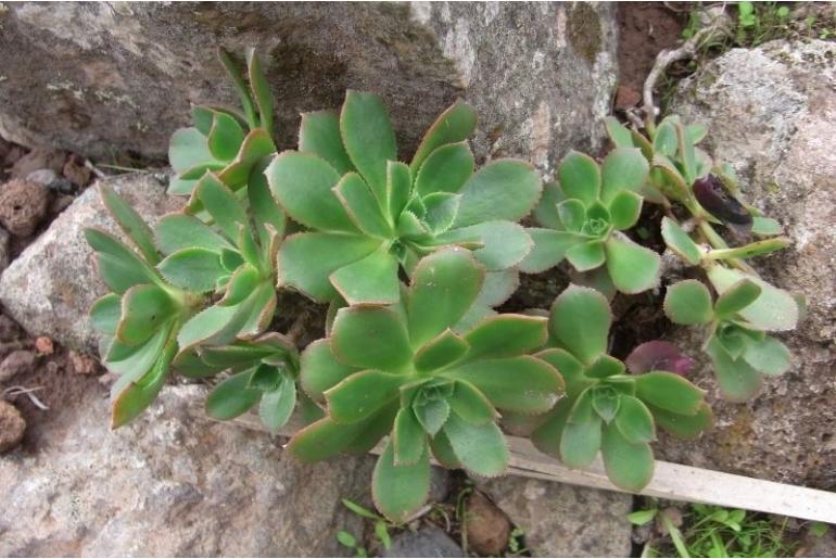 Aeonium gomerense -13896