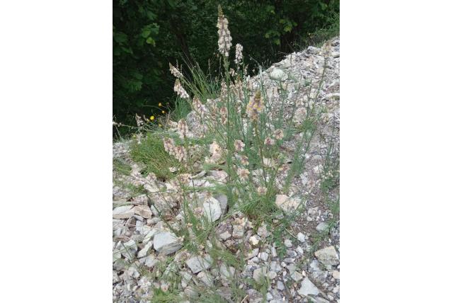 Gestreepte leeuwenbek