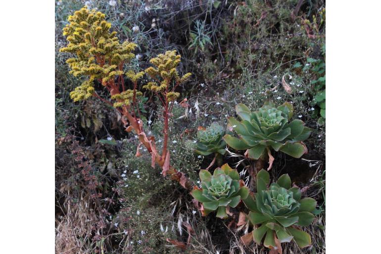 Aeonium leucoblepharum -13899