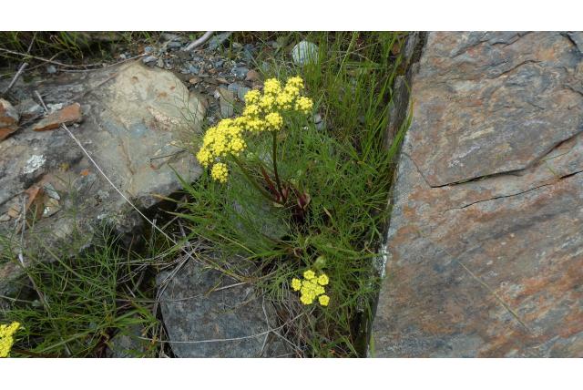 Blaasachtige lomatium