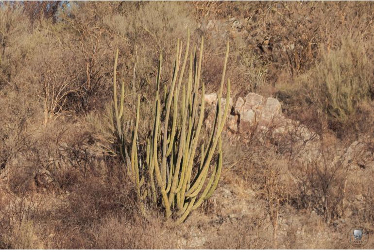 Stenocereus thurberi -13901