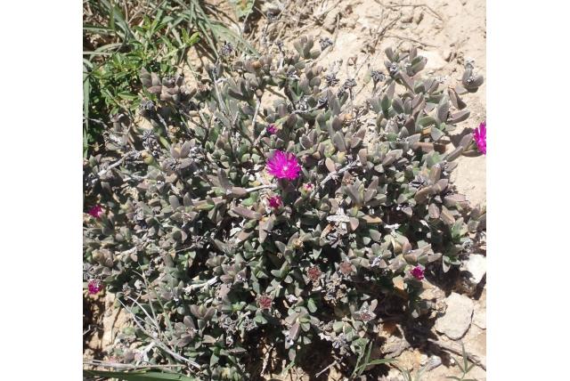 Cymbidiumbladige Ruschia