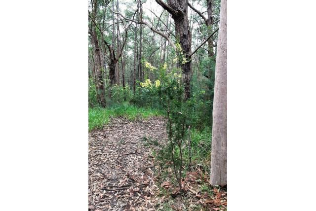 Drieader acacia