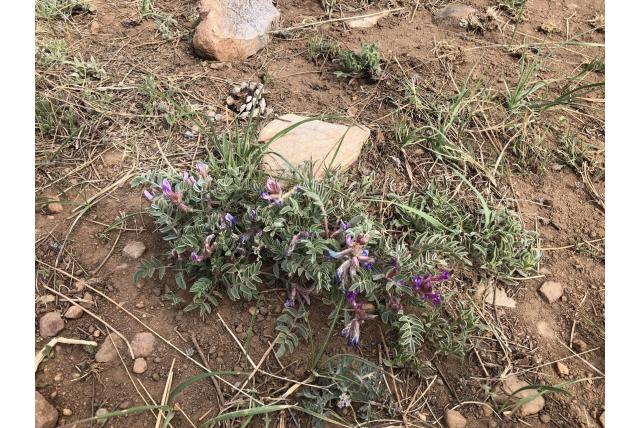 Short's astragalus