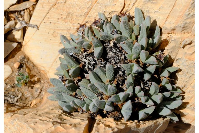 Antimima argentea&nbsp;13917