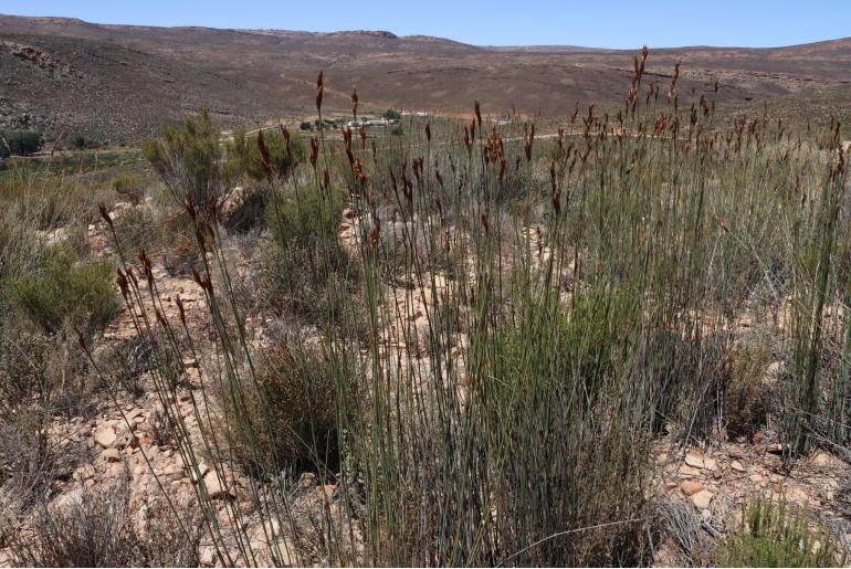 Cannomois schlechteri&nbsp;13923