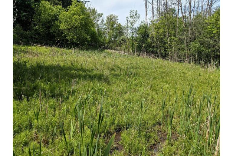 Carex flava -13927