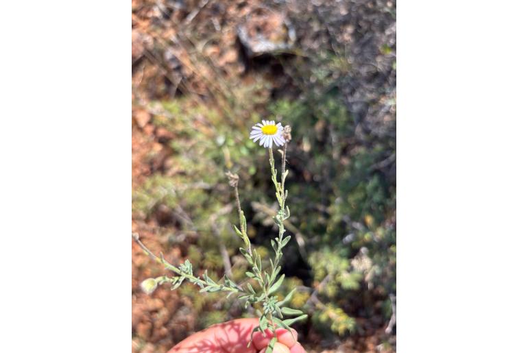 Felicia clavipilosa ssp transvaalensis&nbsp;13938