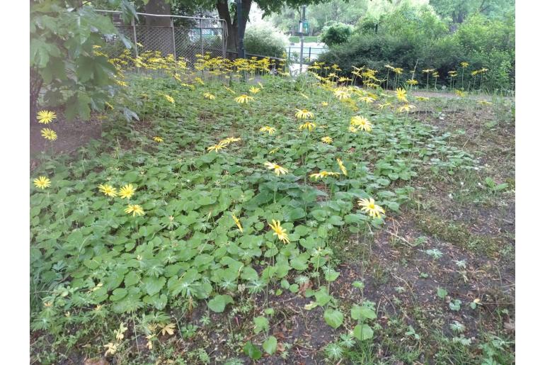Doronicum pardalianches 13939