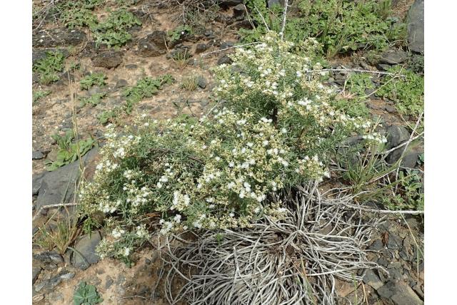 Struikachtig ijsbloem Struikachtig ijsbloem