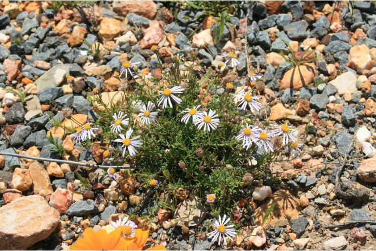 Felicia comptonii&nbsp;13943