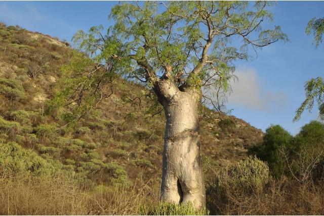 Drouhard's moringa