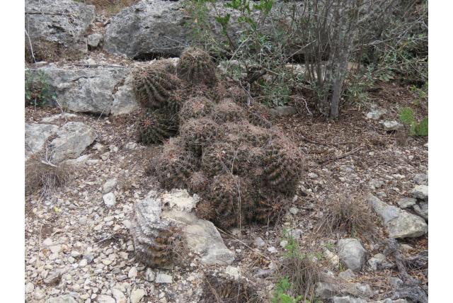 Ferocactus met golvende rand