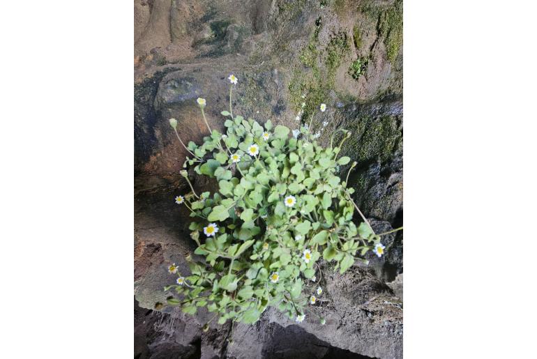 Felicia cymbalariae&nbsp;13955