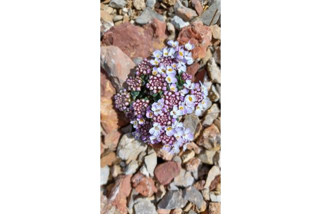 Spatelbladige scheefkelk