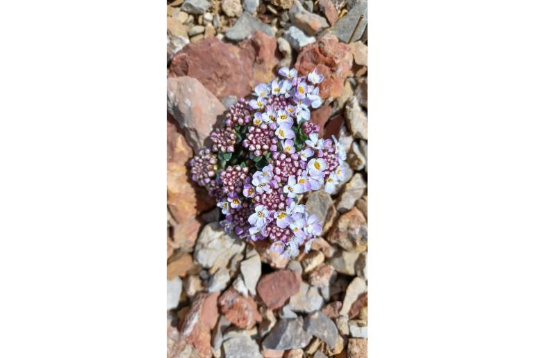 Iberis spathulata 13957