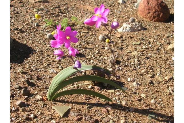 Gebogen bladerige avondbloem