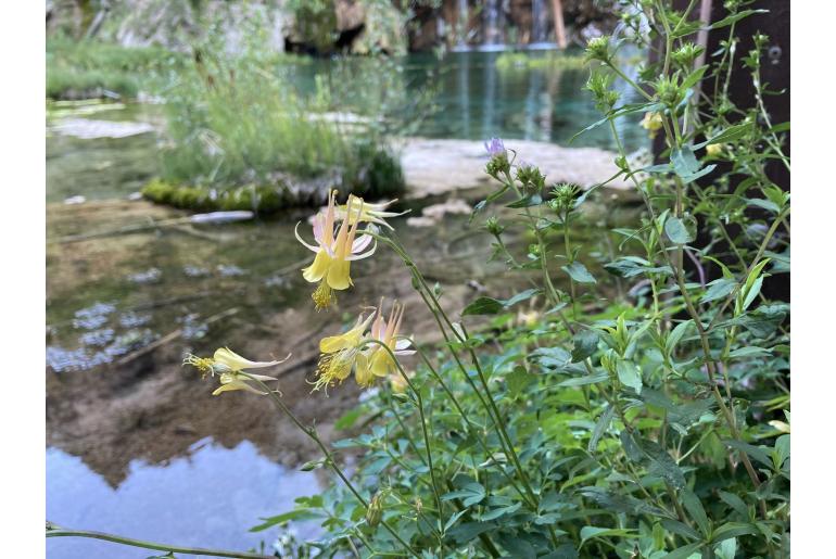 Aquilegia barnebyi -13969