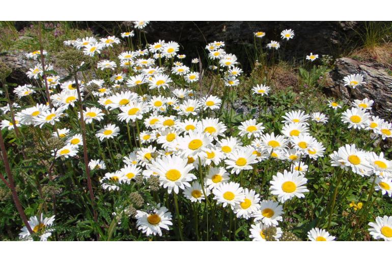 Leucanthemum adustum 13970