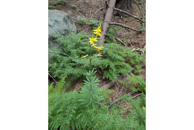 Parry's lelie Parry's lelie