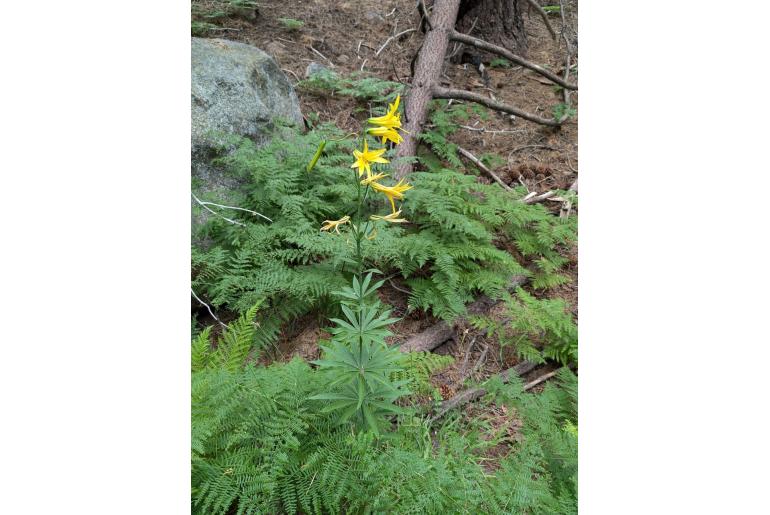 Lilium parryi 13975