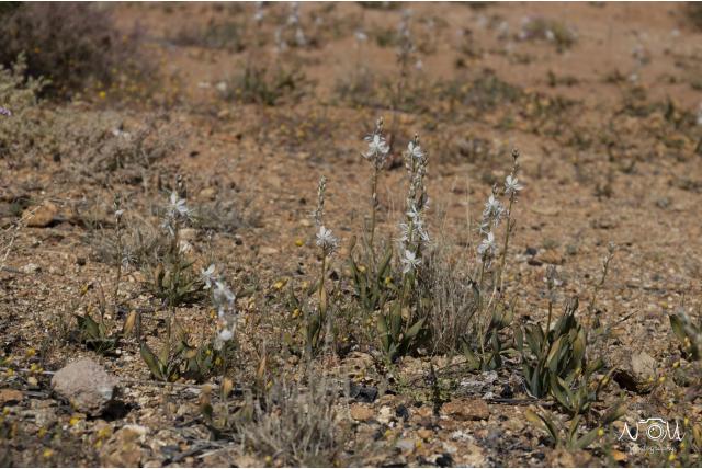 Grote aderen graslelie