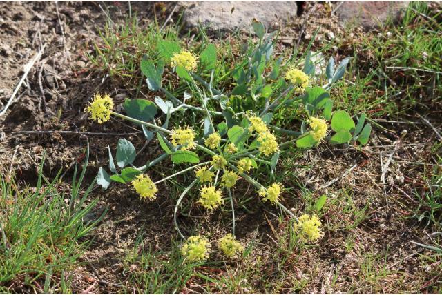 Lomatium met bladloze stengels