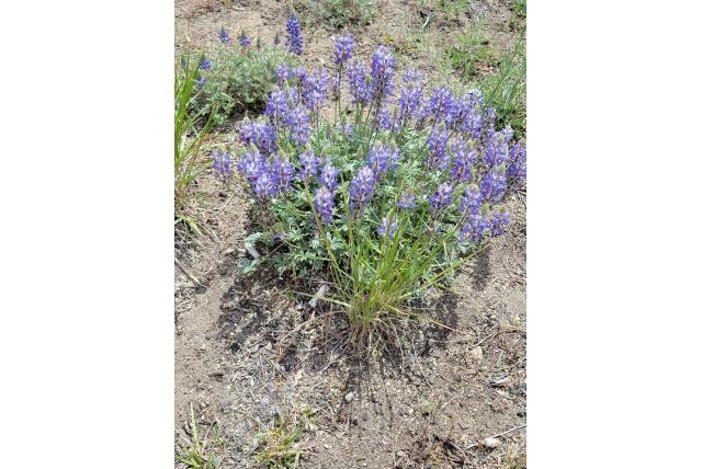 Elegante lupine Elegante lupine