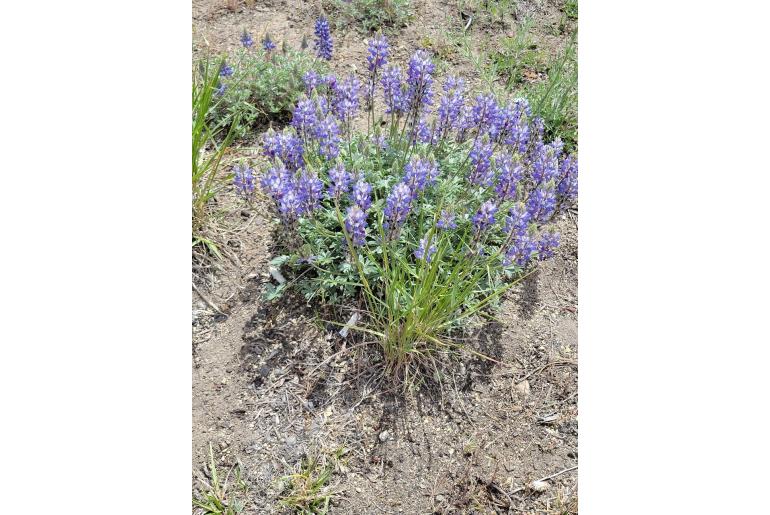 Lupinus lepidus 13979