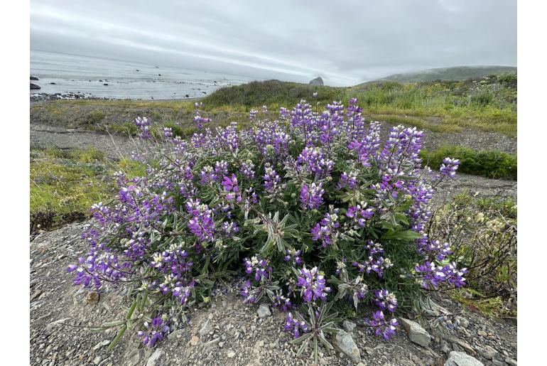 Lupinus littoralis 13980