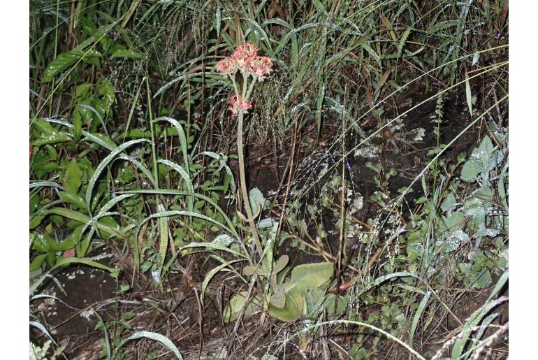 Kalanchoe lateritia var lateritia 13982