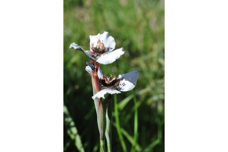 Moraea atropunctata -13989