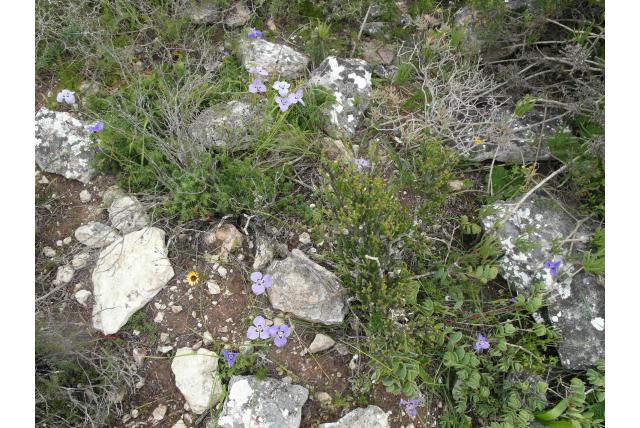 Kalksteen moraea