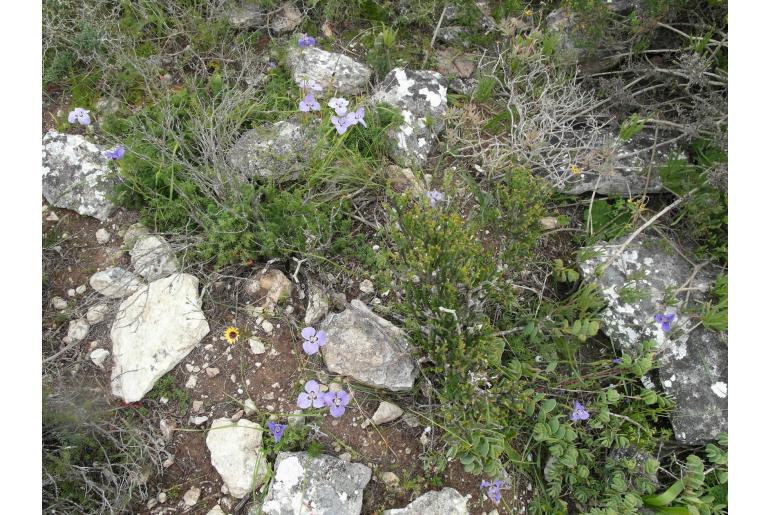 Moraea calcicola -13990