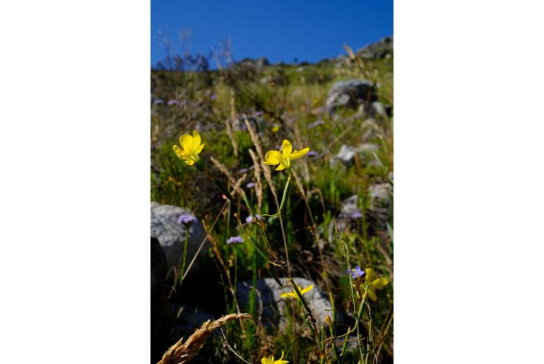 Moraea elsiae -13991