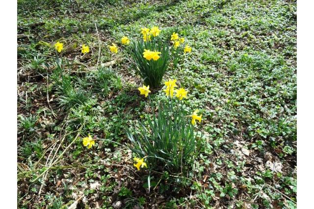 Trompetnarcis